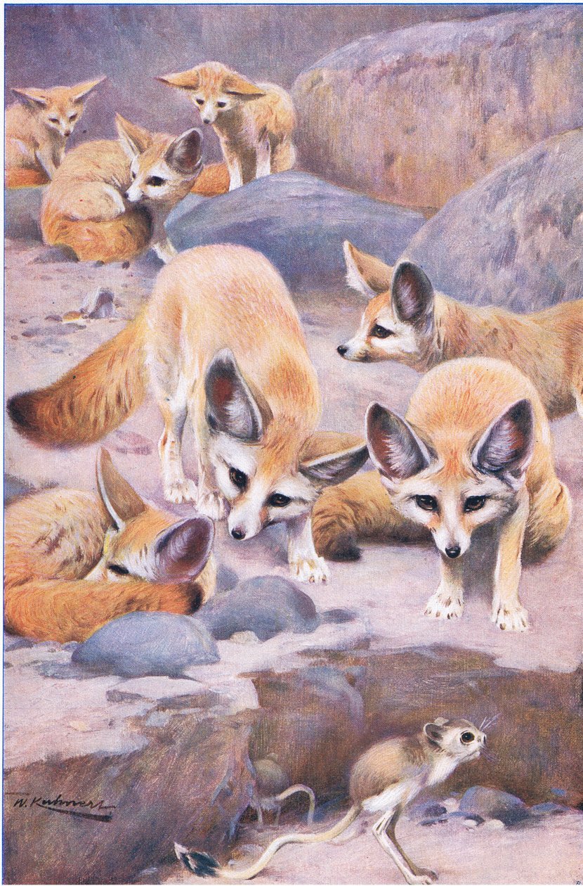 Fennec és Jerboa, illusztráció a Wildlife of the World, 1910 körül alkotó: Wilhelm Kuhnert
