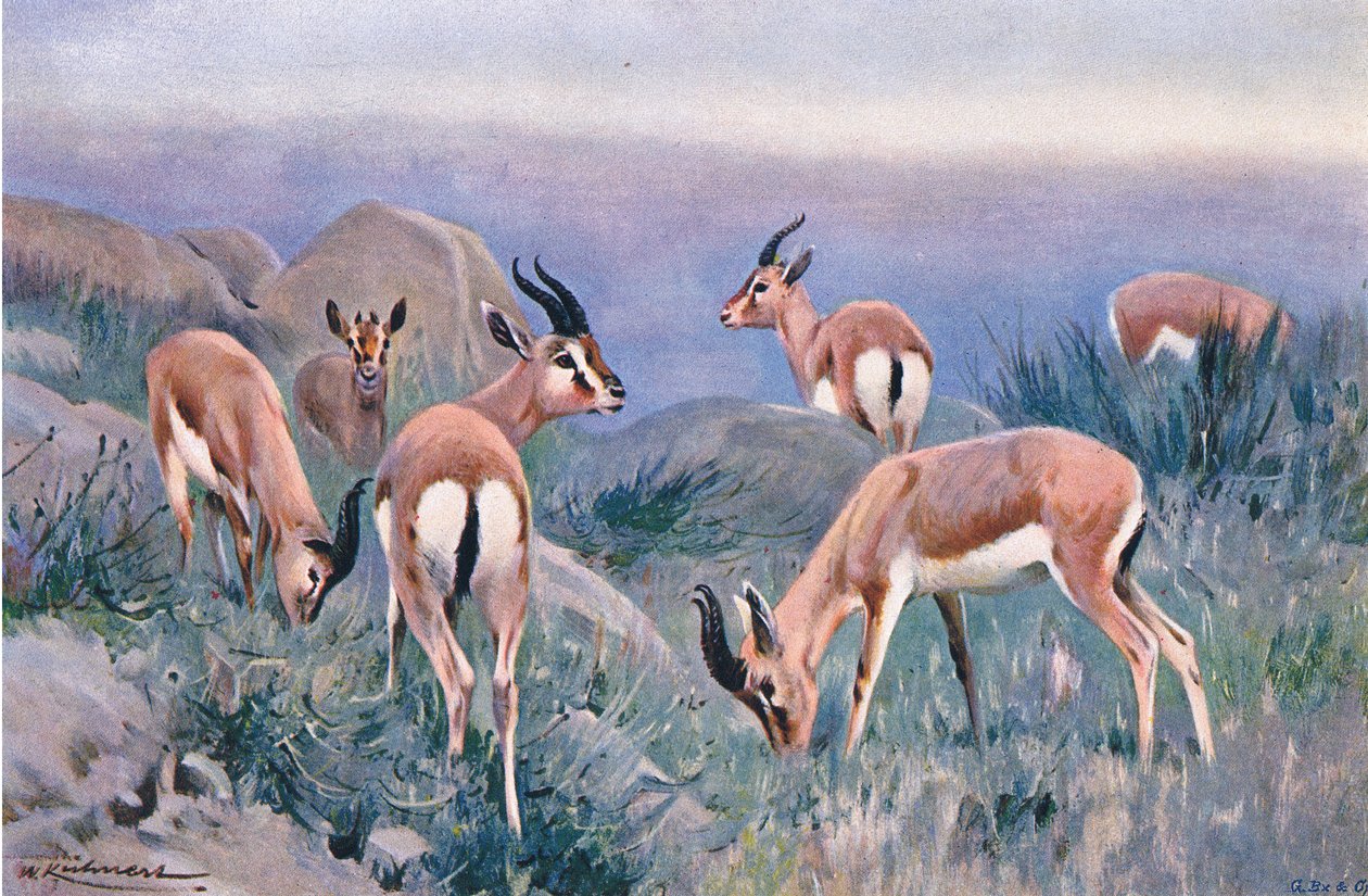 Gazelle, a Wildlife of the Worldből, a Frederick Warne & Co., 1900 körül alkotó: Wilhelm Kuhnert
