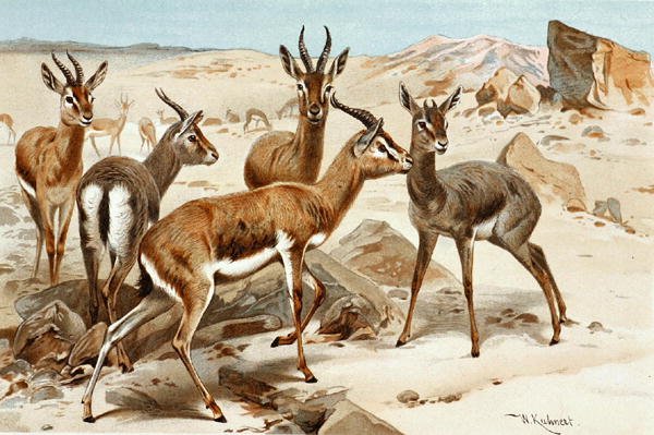 Gazellák, lemez a "Brehms Tierleben: Allgemeine Kunde des Tierreichs"-ből, vol. 3. o. 9, kiadja a Bibliographisches Institut alkotó: Wilhelm Kuhnert