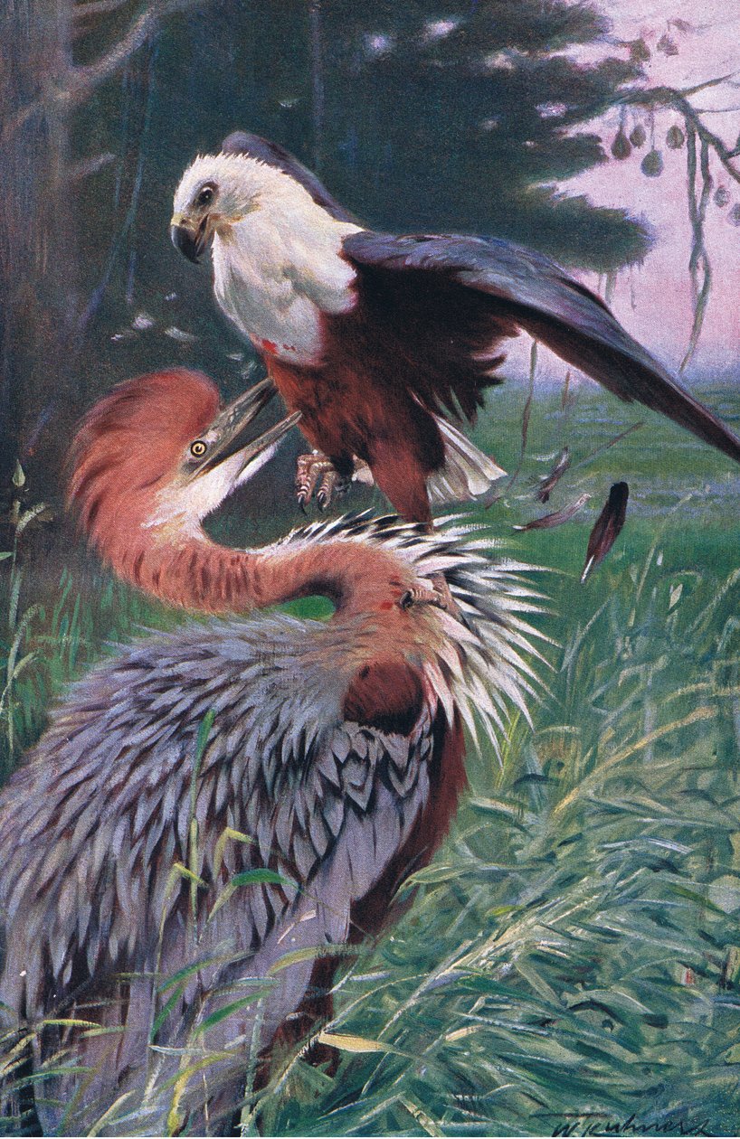 Óriás gém és tengeri sas, illusztráció a Wildlife of the World, 1910 körül alkotó: Wilhelm Kuhnert