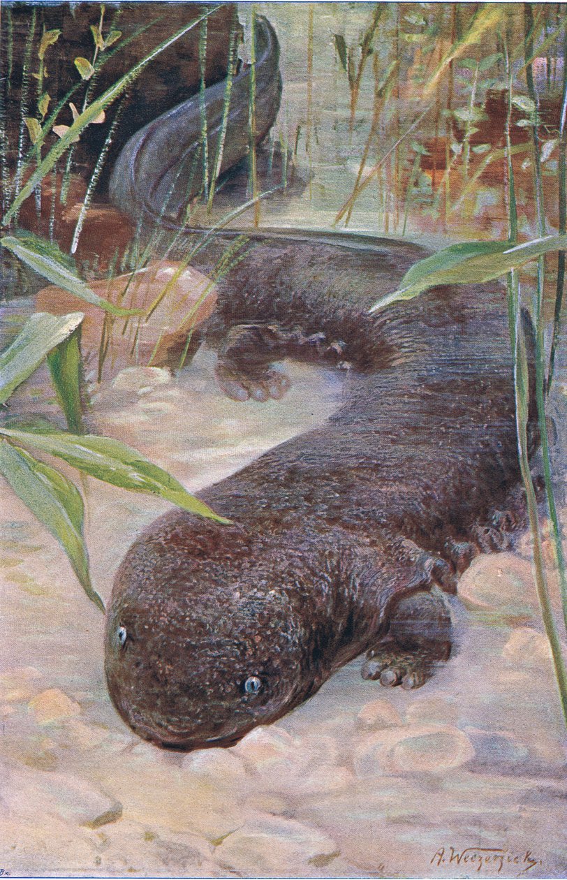 Óriásszalamander, a Wildlife of the Worldből, a Frederick Warne & Co., 1900 körül alkotó: Wilhelm Kuhnert