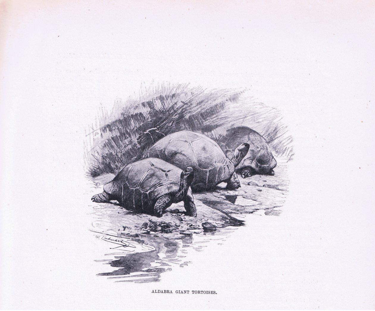 Óriás teknősök, illusztráció a Wildlife of the World, 1910 körül alkotó: Wilhelm Kuhnert