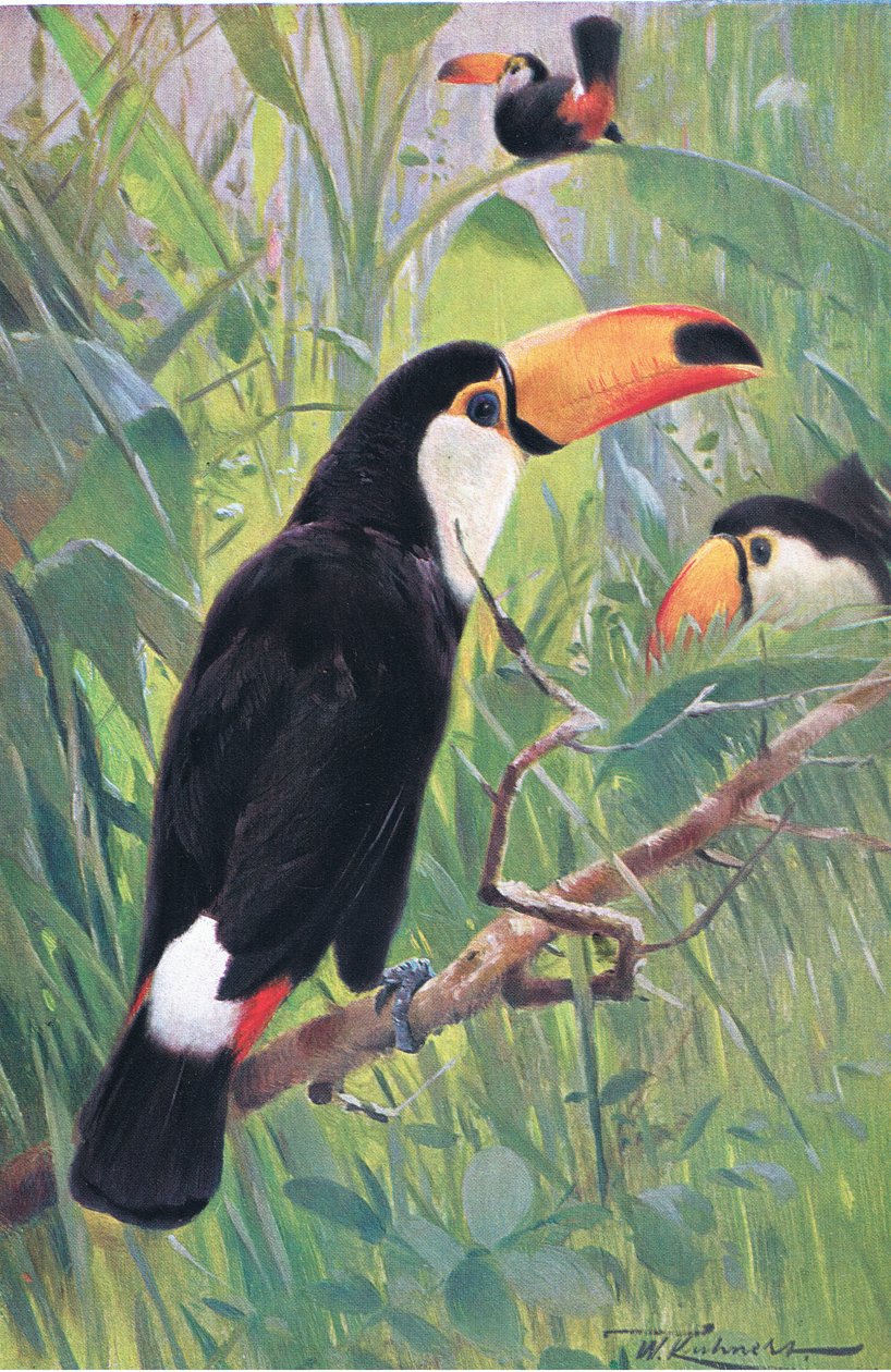 Óriás tukán, a Wildlife of the Worldből, Frederick Warne & Co., 1900 körül alkotó: Wilhelm Kuhnert