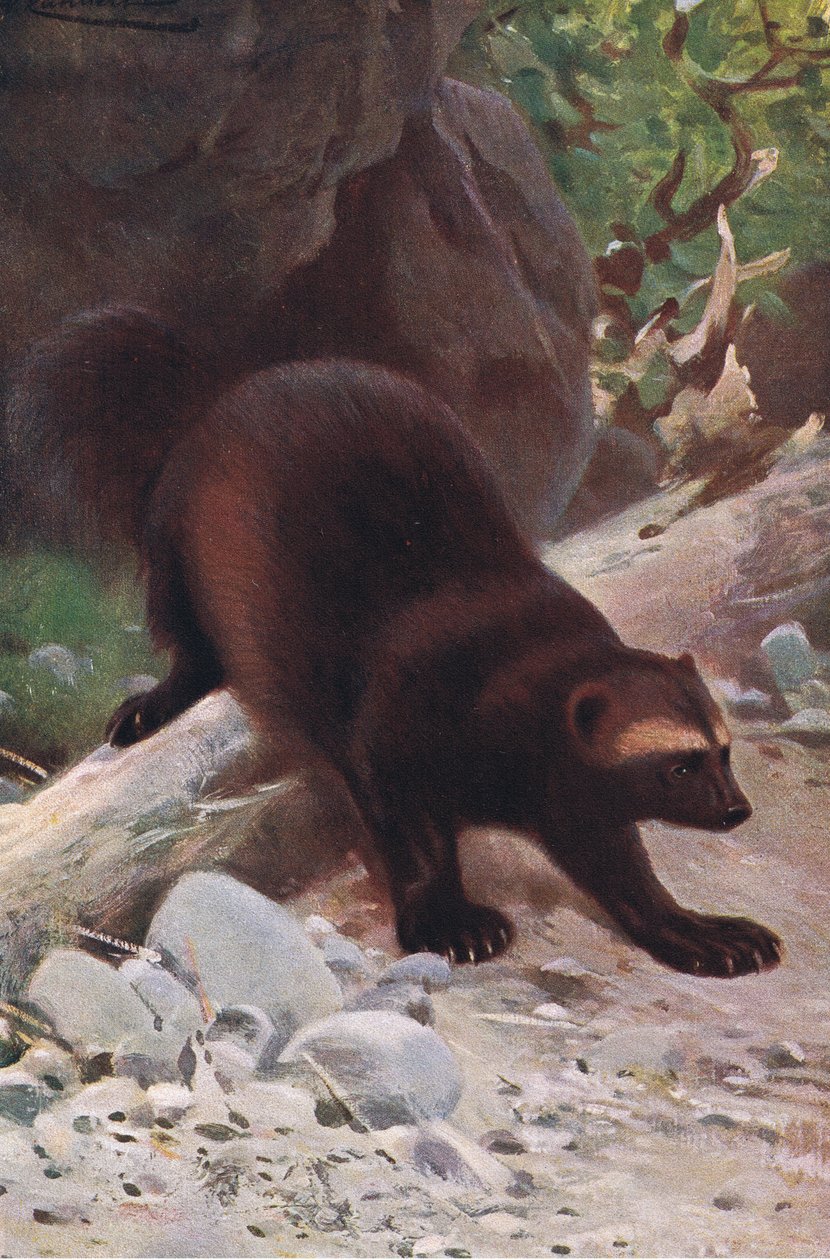 Falánk vagy rozsomák, a Wildlife of the Worldből, Frederick Warne & Co, 1900 körül alkotó: Wilhelm Kuhnert