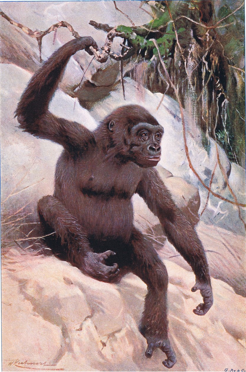 Gorilla, illusztráció: Wildlife of the World, 1910 körül alkotó: Wilhelm Kuhnert
