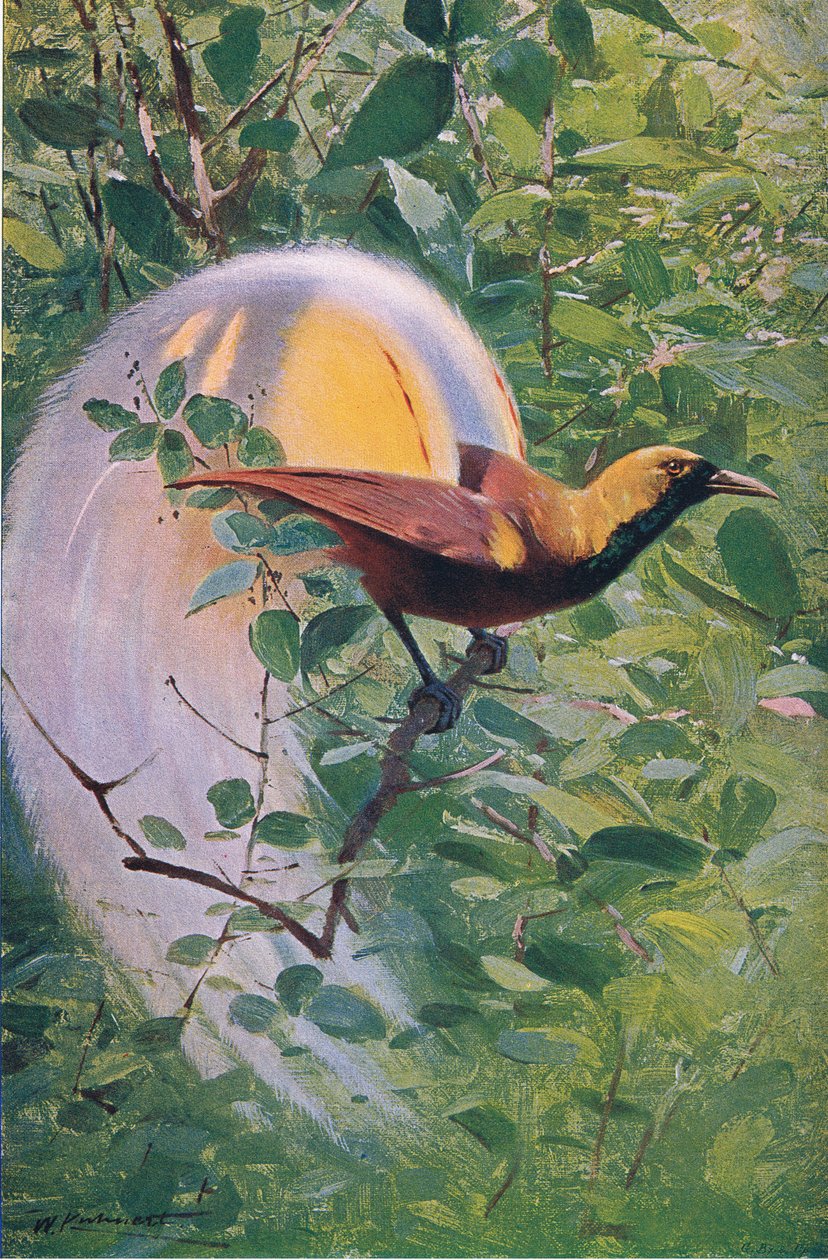 Nagy Paradicsommadár, illusztráció a világ vadvilágából, 1910 körül alkotó: Wilhelm Kuhnert