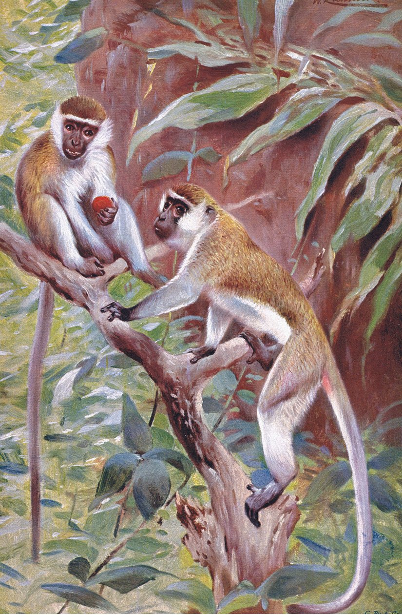 Green Monkey, illusztráció a Wildlife of the World, 1910 körül alkotó: Wilhelm Kuhnert
