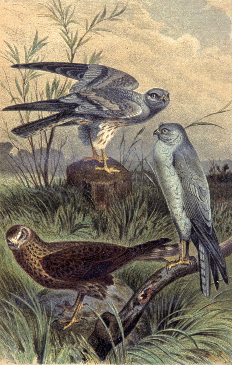 Harriers, 1910 körül (illusztráció) alkotó: Wilhelm Kuhnert