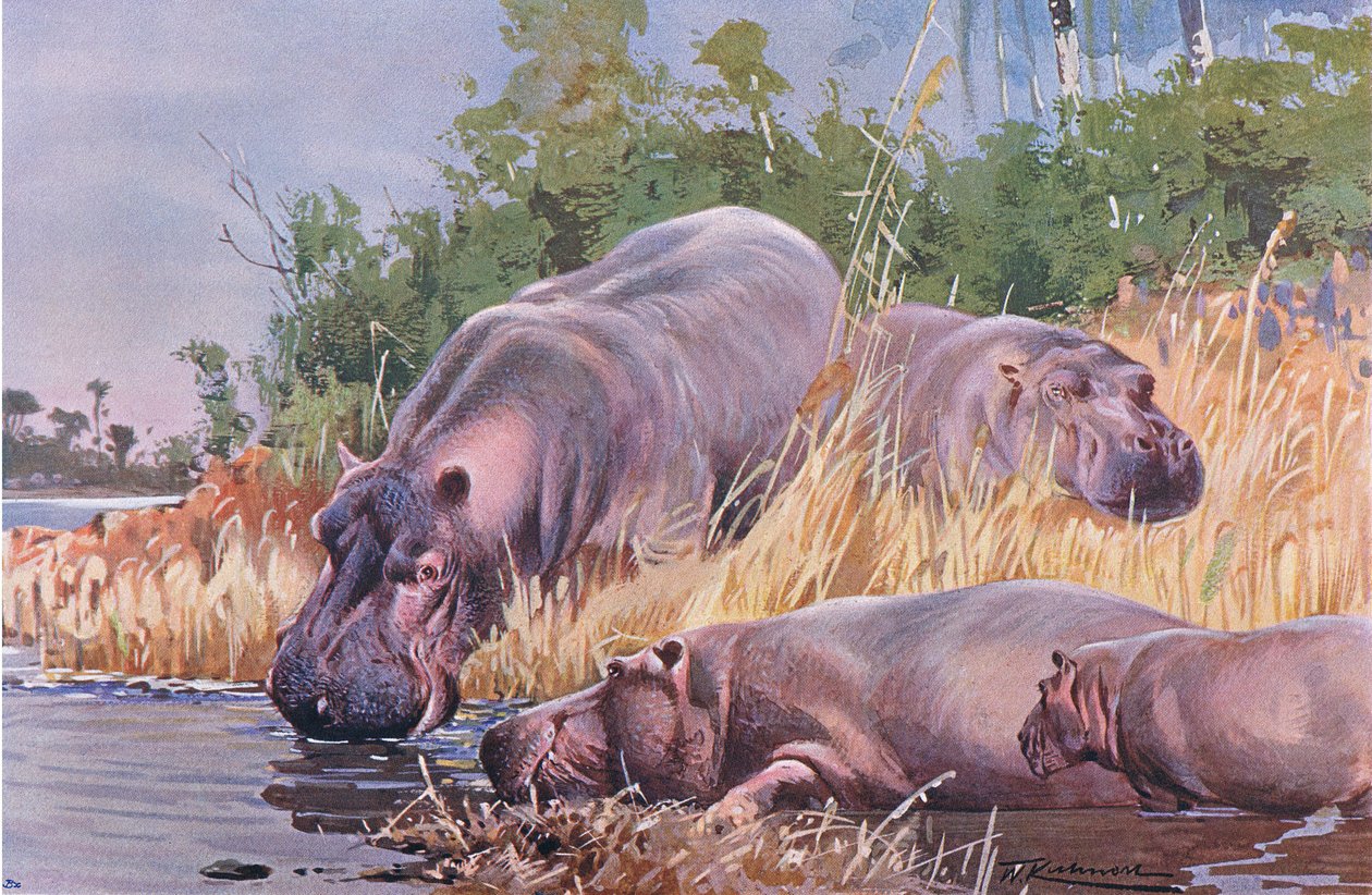 Víziló, illusztráció a világ vadvilágából, 1910 körül alkotó: Wilhelm Kuhnert