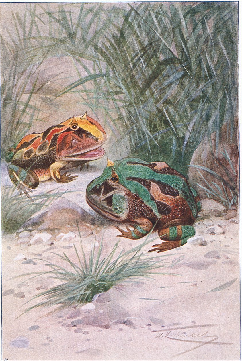 Horned Frog, a Wildlife of the World-ből, a Frederick Warne & Co kiadásában, 1900 körül alkotó: Wilhelm Kuhnert