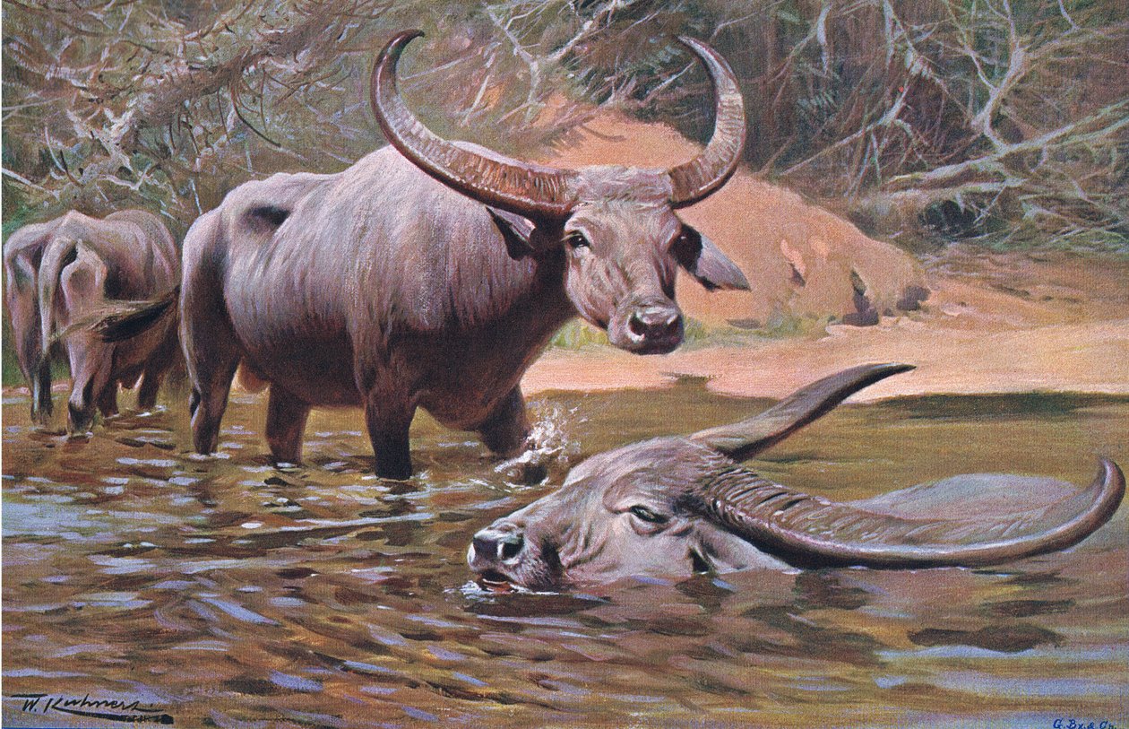 Indian Buffalo, a Wildlife of the Worldből, Frederick Warne & Co., 1900 körül alkotó: Wilhelm Kuhnert