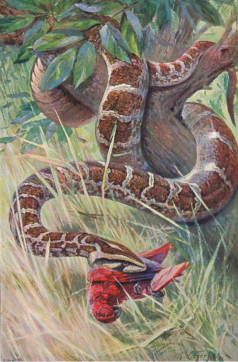 Indian Python, a Wildlife of the Worldből, amelyet Frederick Warne & Co adott ki, 1900 körül alkotó: Wilhelm Kuhnert