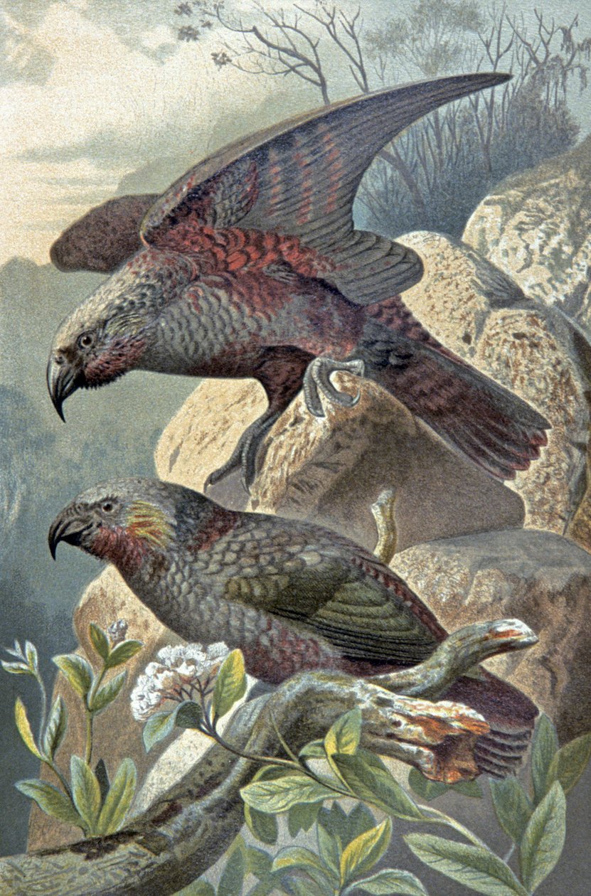 Kea, Nestor nevezetes, 1910 körül (illusztráció) alkotó: Wilhelm Kuhnert