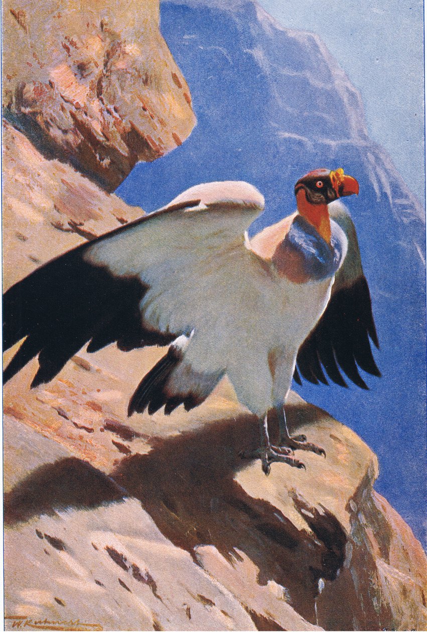 King Vulture, a Wildlife of the World-ből, Frederick Warne & Co., 1900 körül alkotó: Wilhelm Kuhnert