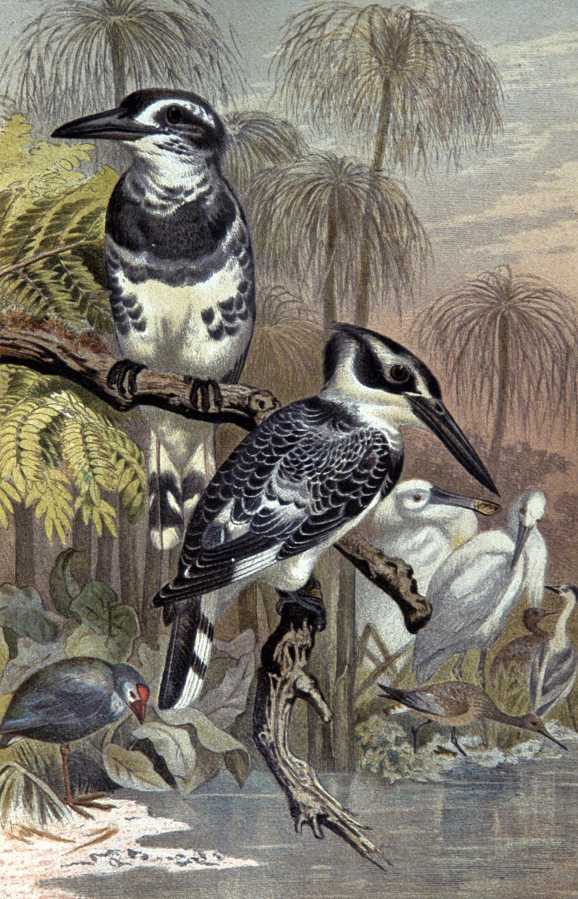 Kingfishers, 1910 körül (illusztráció) alkotó: Wilhelm Kuhnert