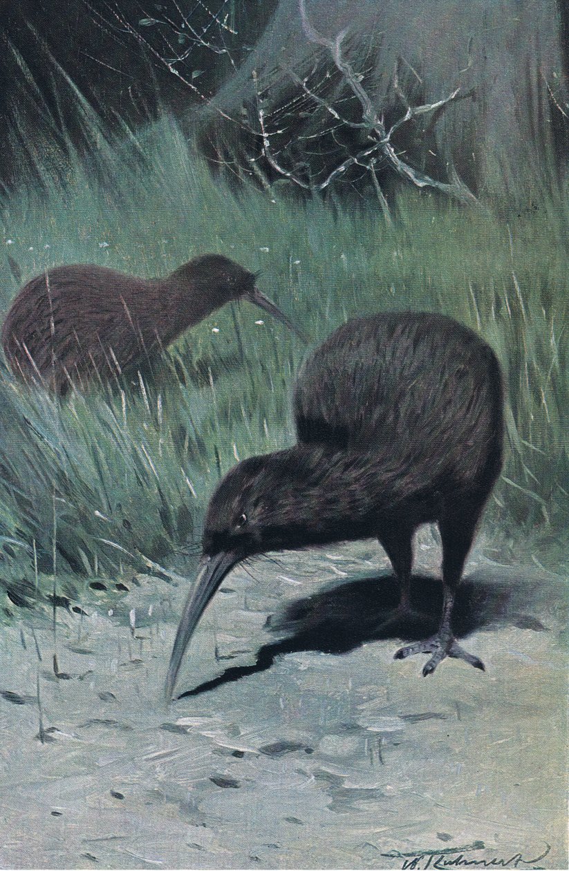 Kiwi, illusztráció: Wildlife of the World, 1910 körül alkotó: Wilhelm Kuhnert