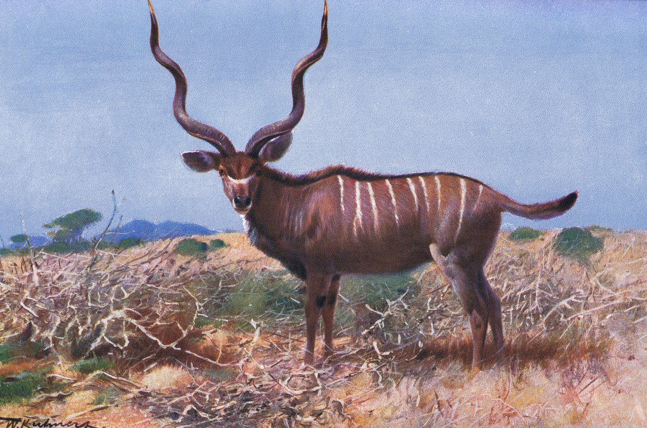 Kudu, illusztráció: Wildlife of the World, 1910 körül alkotó: Wilhelm Kuhnert