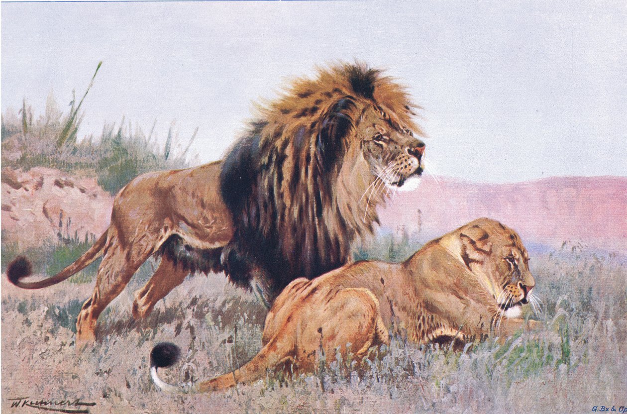 Oroszlán és oroszlán, illusztráció a Wildlife of the World, 1910 körül alkotó: Wilhelm Kuhnert