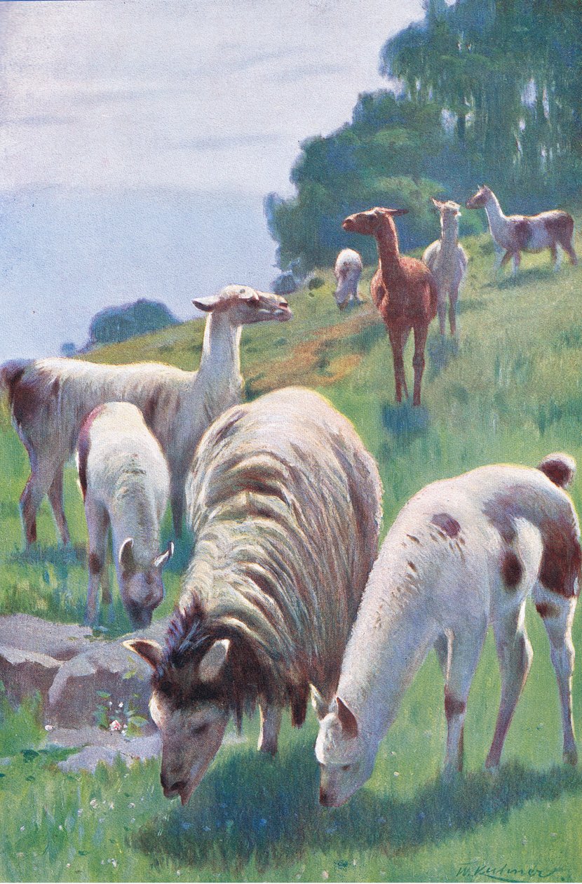 Llama, a Wildlife of the Worldből, a Frederick Warne & Co., 1900 körül alkotó: Wilhelm Kuhnert