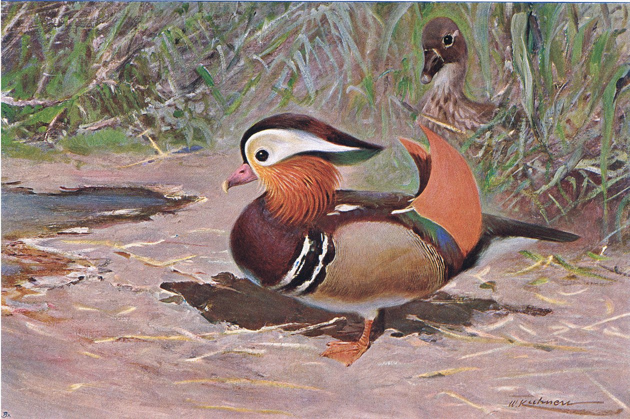 Mandarin Duck, a Wildlife of the Worldből, kiadó: Frederick Warne & Co, 1900 körül alkotó: Wilhelm Kuhnert