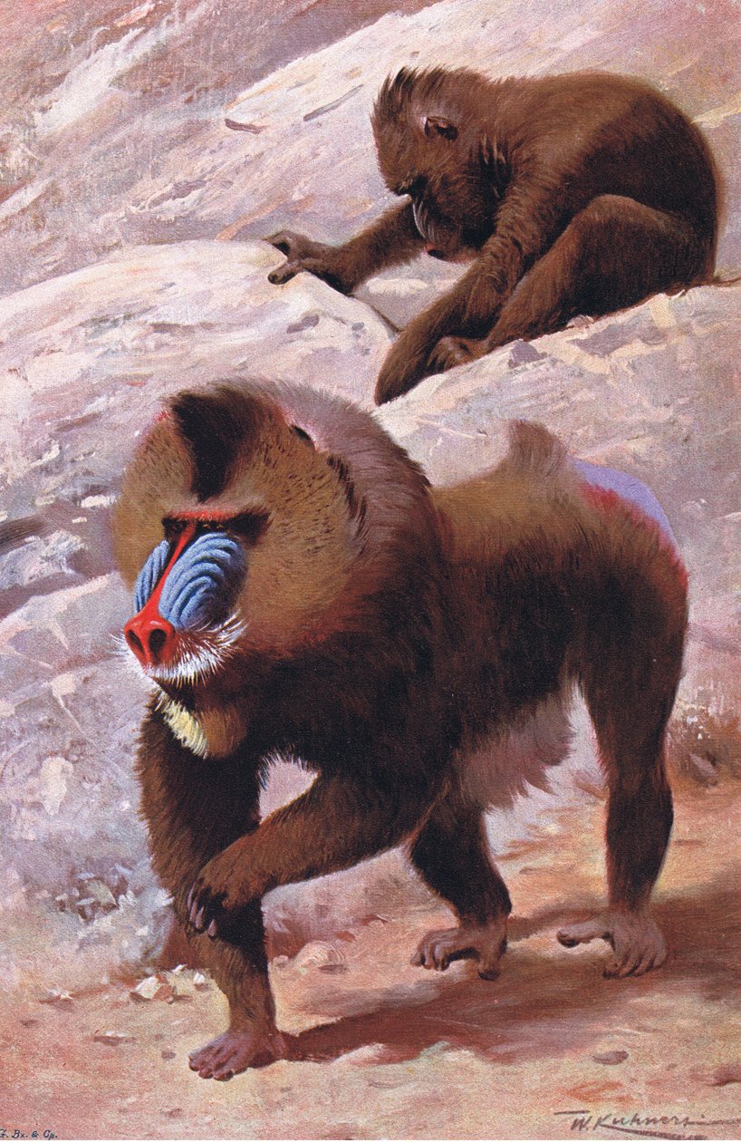 Mandrill, illusztráció: Wildlife of the World, 1910 körül alkotó: Wilhelm Kuhnert