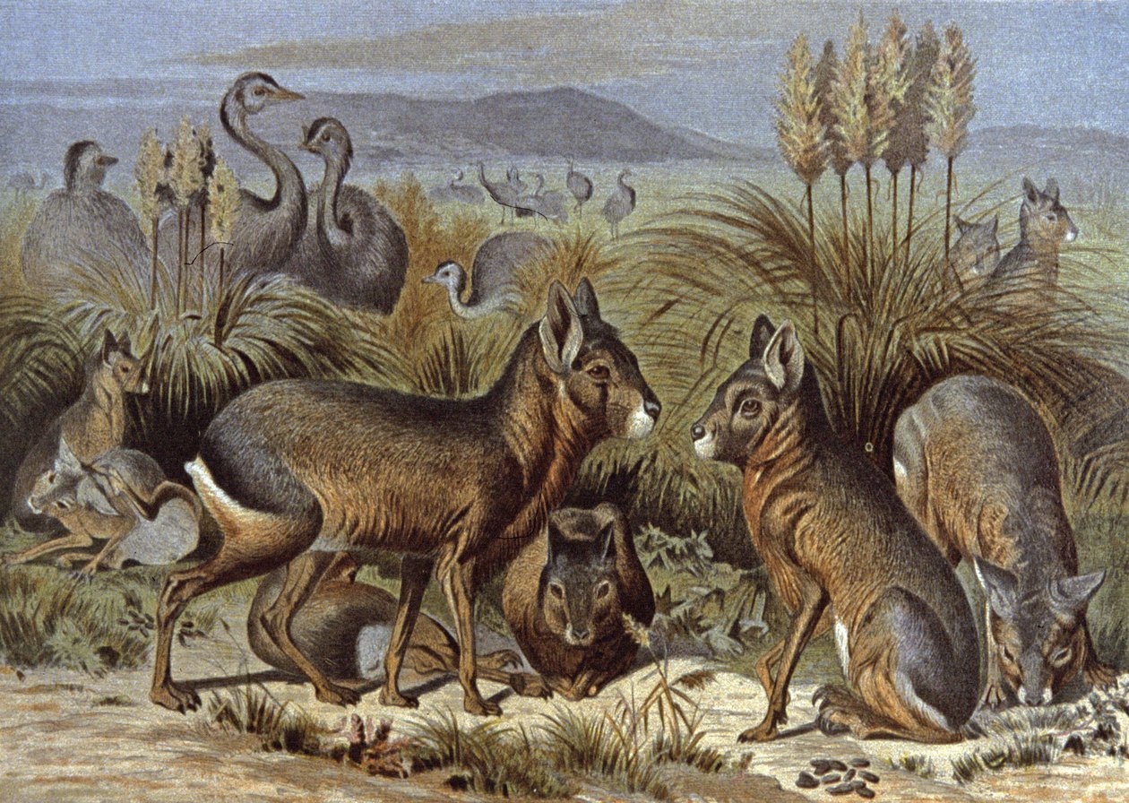 Mara vagy Patagonia Hare alkotó: Wilhelm Kuhnert
