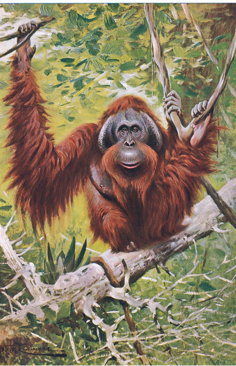 Orang, a Wildlife of the Worldből, a Frederick Warne & Co., 1900 körül alkotó: Wilhelm Kuhnert