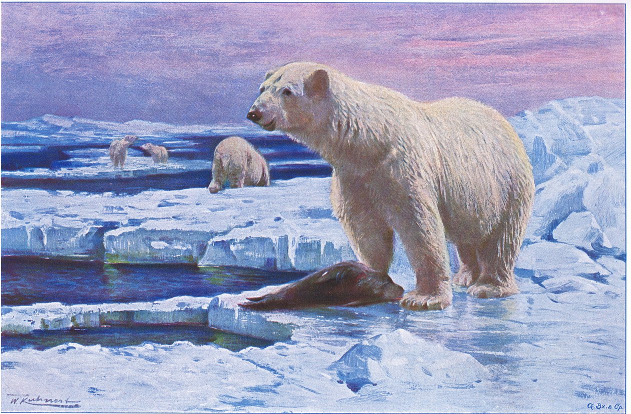 Jegesmedve, a Wildlife of the Worldből, Frederick Warne & Co., 1900 körül alkotó: Wilhelm Kuhnert