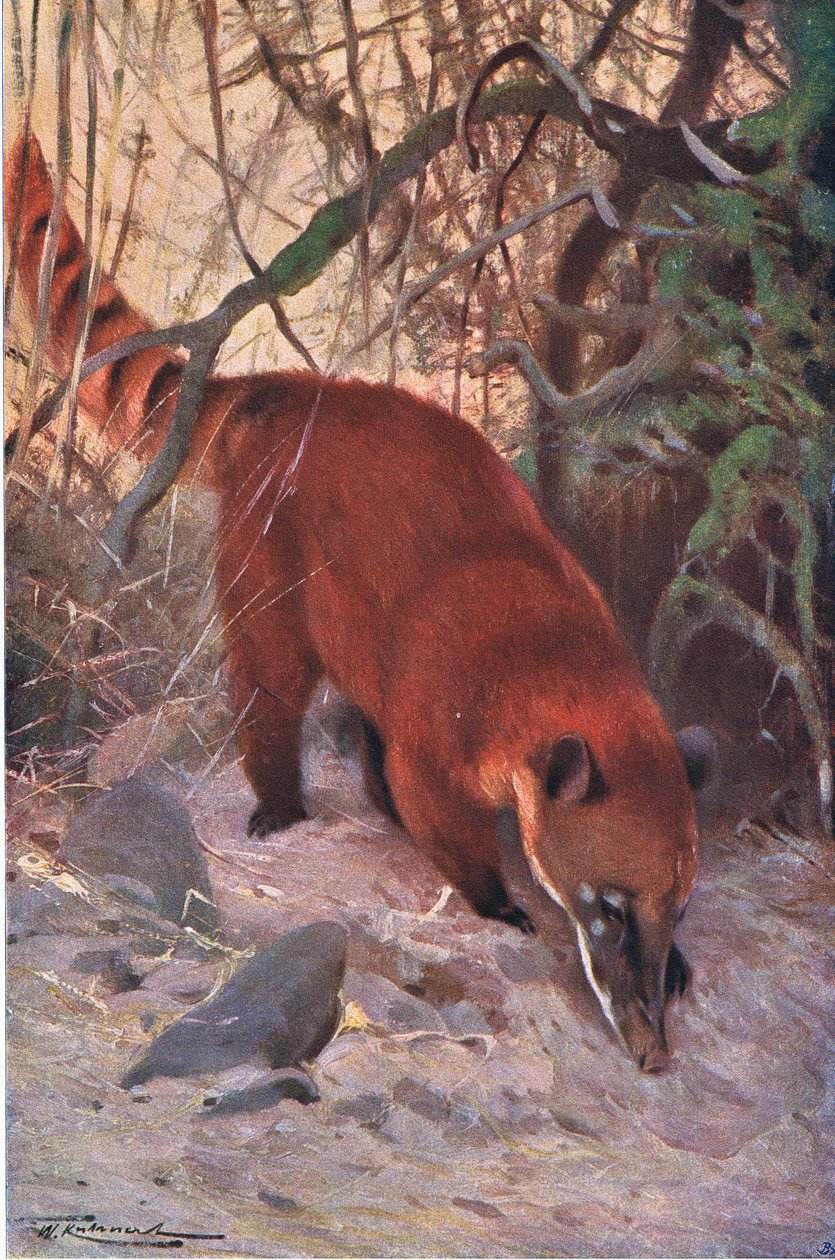 Red Coati, a Wildlife of the Worldből, Frederick Warne & Co, 1900 körül alkotó: Wilhelm Kuhnert