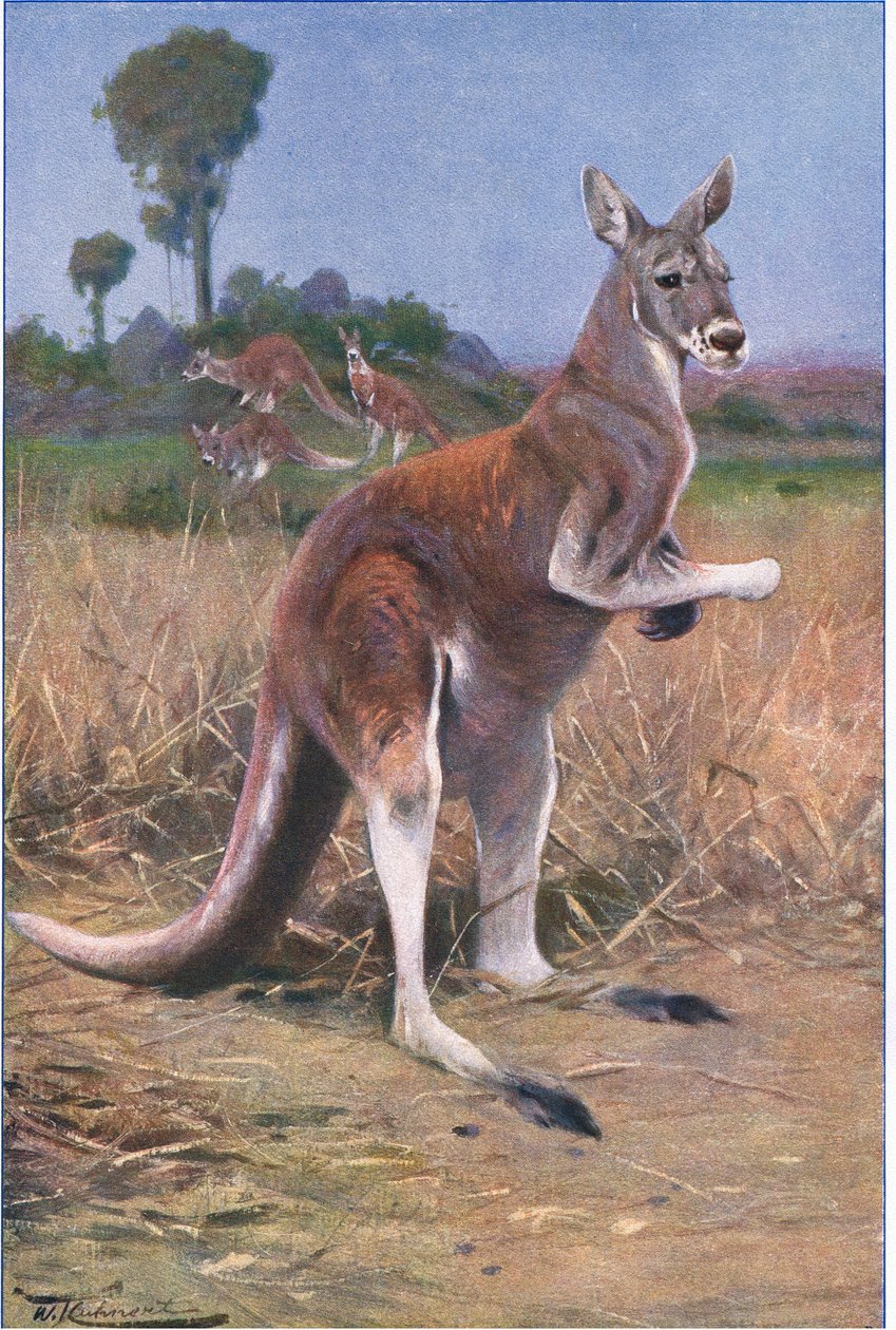 Vörös Kenguru, illusztráció a Wildlife of the World, 1910 körül alkotó: Wilhelm Kuhnert