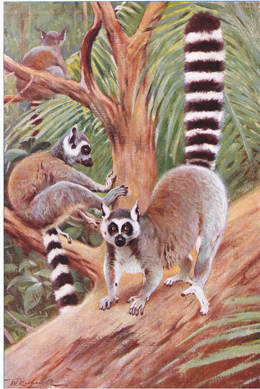Ring Tailed Lemur, illusztráció a Wildlife of the World, 1910 körül alkotó: Wilhelm Kuhnert