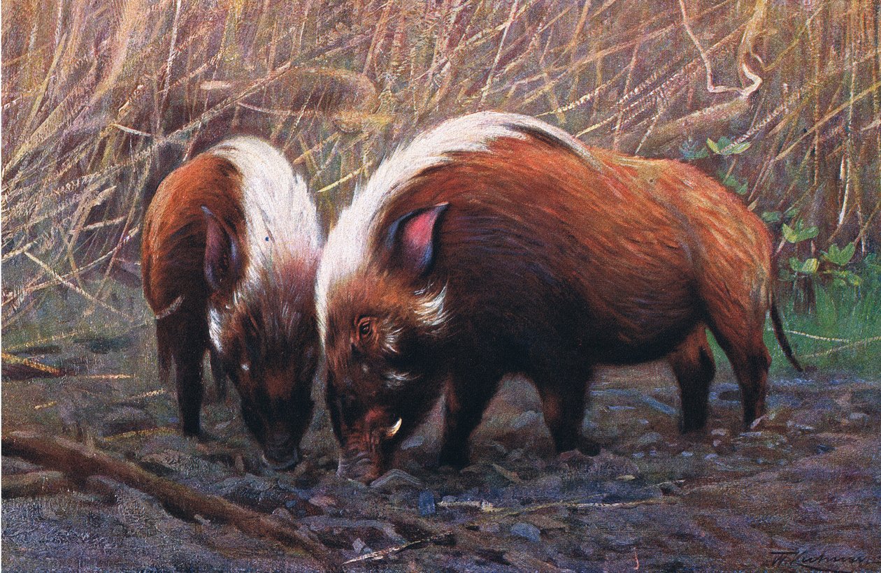 River Hog, illusztráció a Wildlife of the World, 1910 körül alkotó: Wilhelm Kuhnert