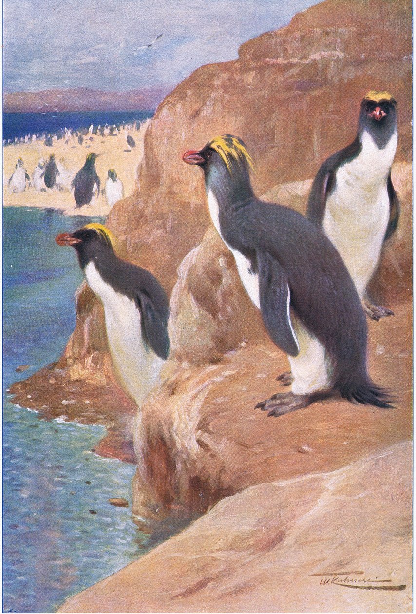 Sziklapingvin, illusztráció a Wildlife of the World, 1910 körül alkotó: Wilhelm Kuhnert