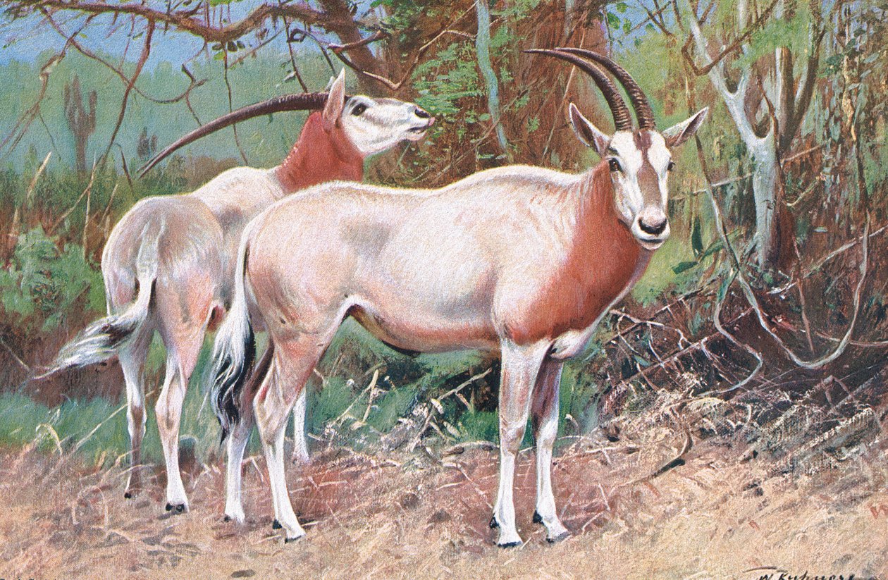 Sable Antilop, illusztráció a Wildlife of the World, 1910 körül alkotó: Wilhelm Kuhnert