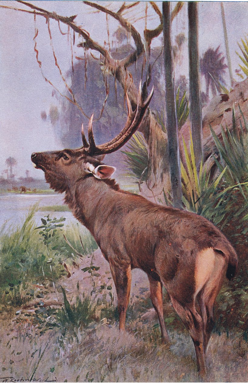 Sambar, a Wildlife of the Worldből, amelyet Frederick Warne & Co adott ki, 1900 körül alkotó: Wilhelm Kuhnert