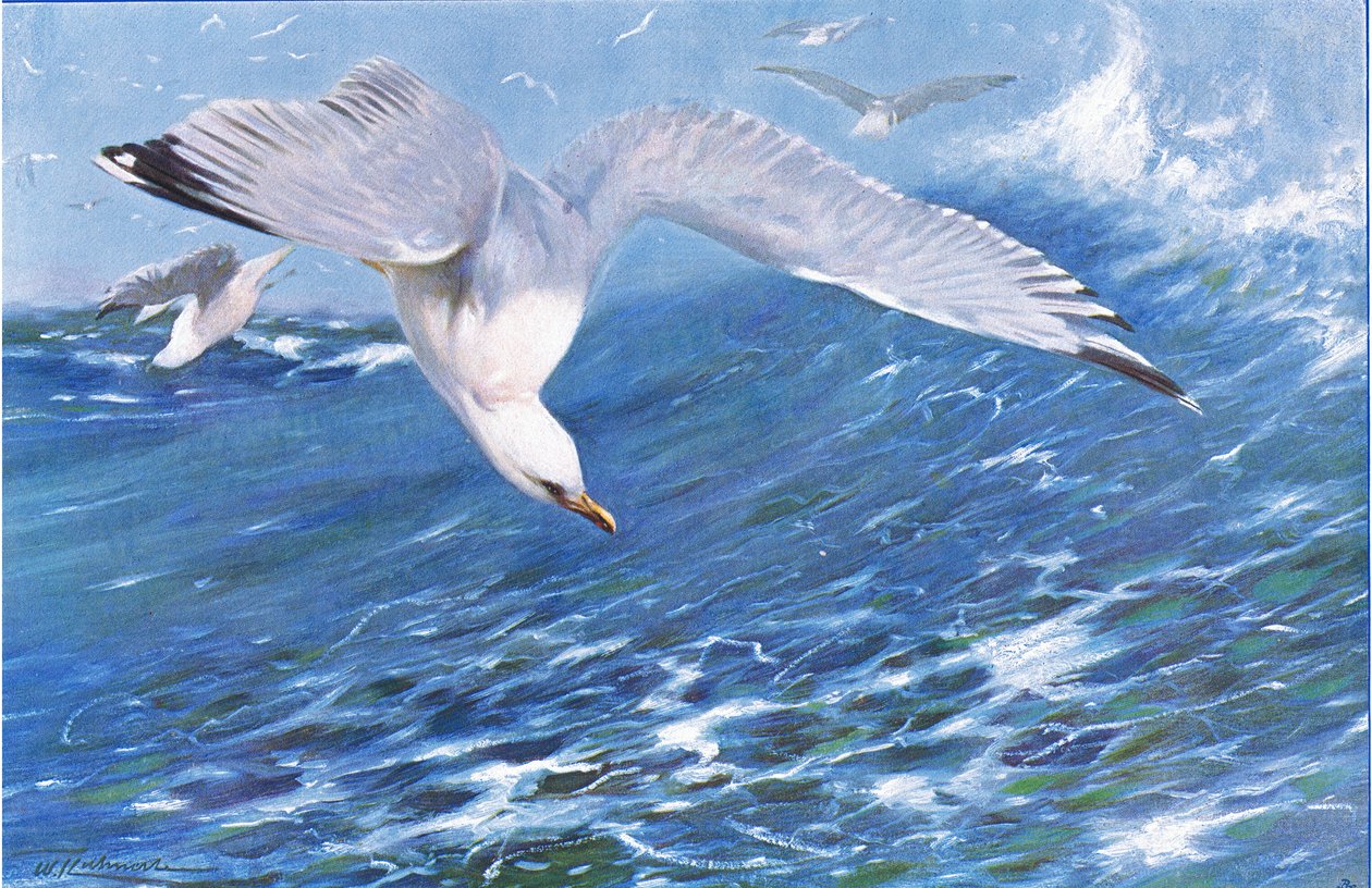 Ezüstsirály, a Wildlife of the World-ből, Frederick Warne & Co., 1900 körül alkotó: Wilhelm Kuhnert