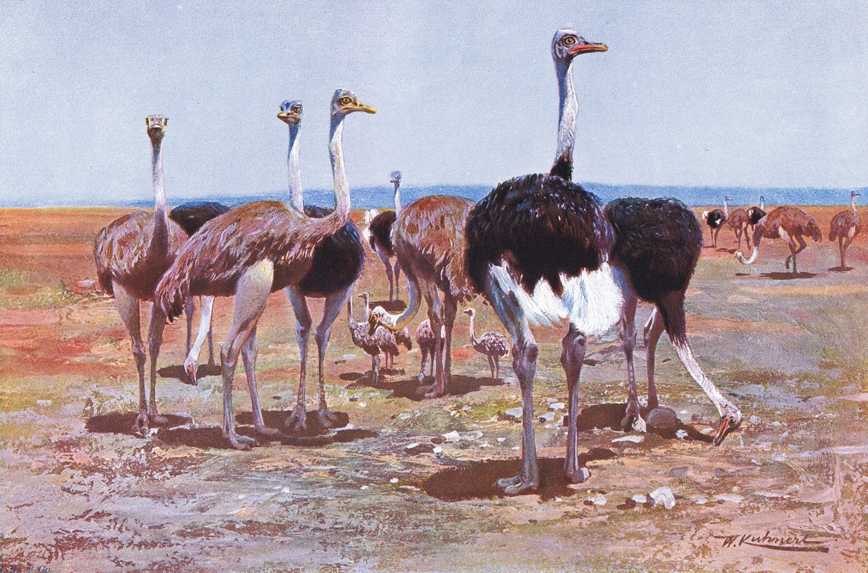 Szomáliai strucc, illusztráció a világ vadvilágából, 1910 körül alkotó: Wilhelm Kuhnert