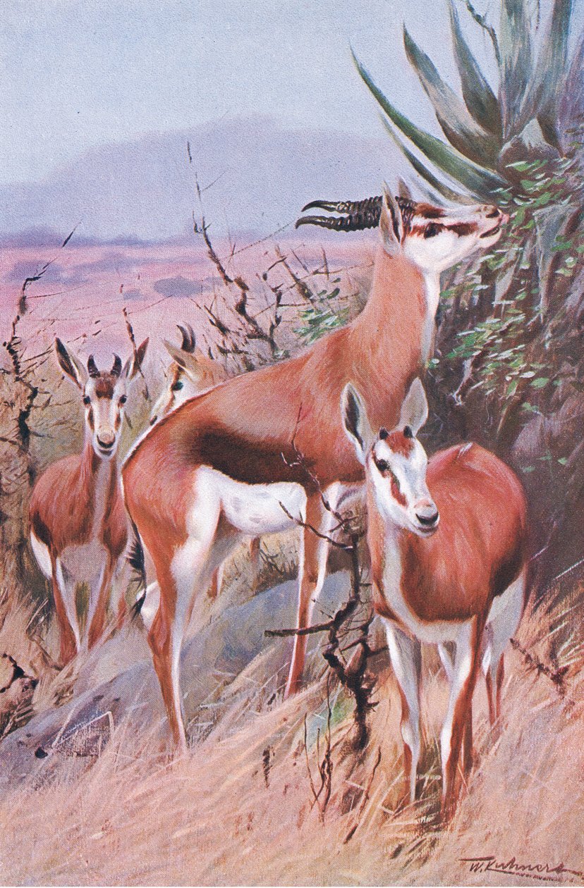 Springbok, illusztráció: Wildlife of the World, 1910 körül alkotó: Wilhelm Kuhnert