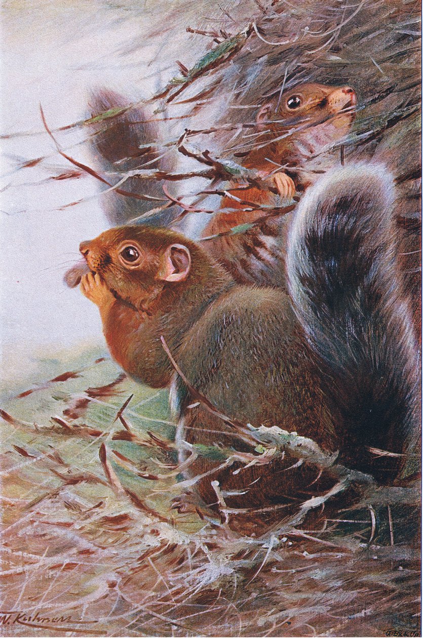 Szent Pál mókus, illusztráció a Wildlife of the World, 1910 körül alkotó: Wilhelm Kuhnert