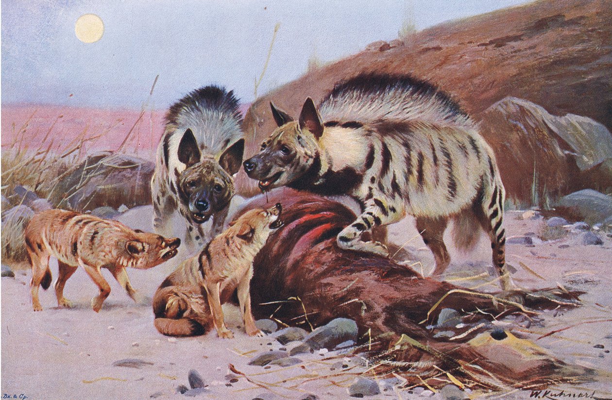Csíkos hiéna és sakál, a Wildlife of the Worldből, Frederick Warne & Co, 1900 körül alkotó: Wilhelm Kuhnert