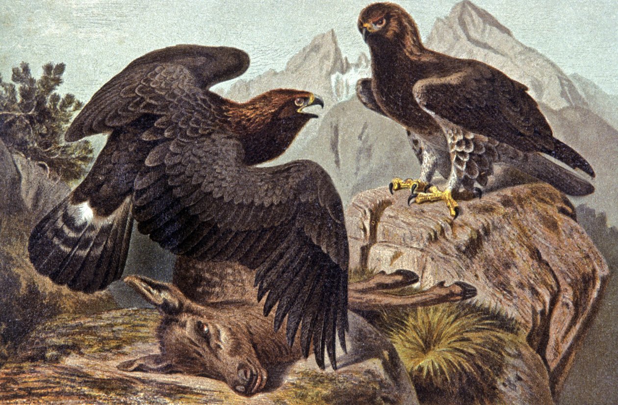 The Royal Eagle, 1910 körül (illusztráció) alkotó: Wilhelm Kuhnert
