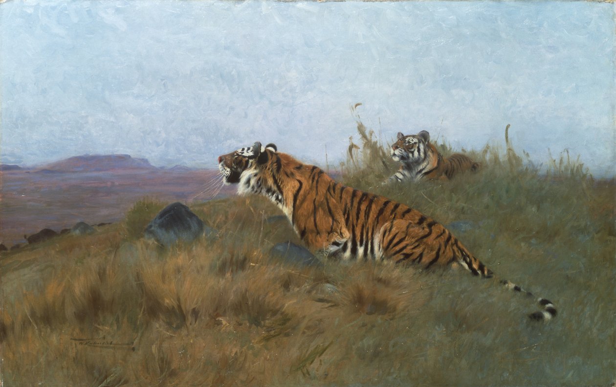 Prédájukat leső tigrisek (festmény) alkotó: Wilhelm Kuhnert