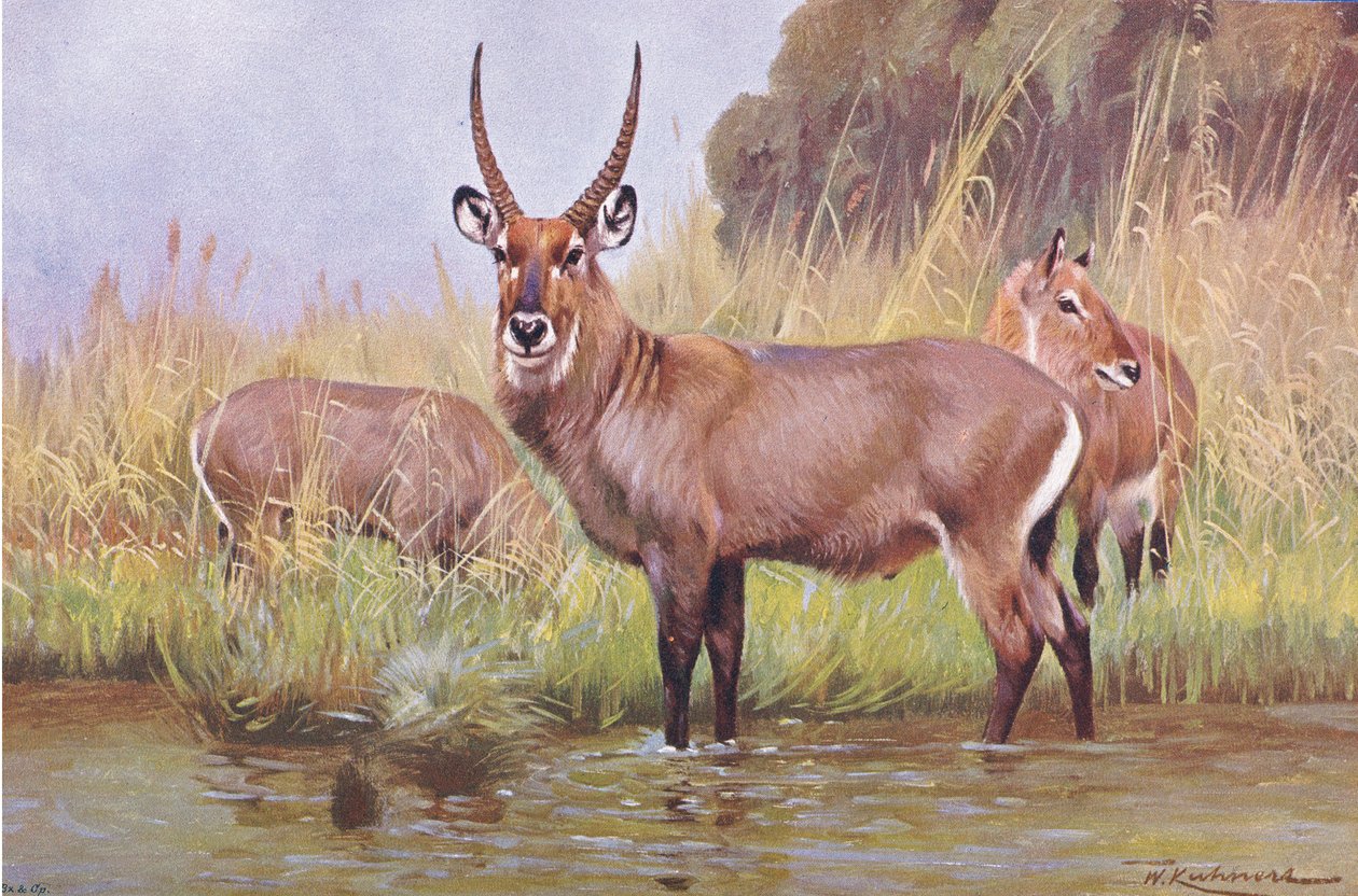Water Buck, illusztráció: Wildlife of the World, 1910 körül alkotó: Wilhelm Kuhnert