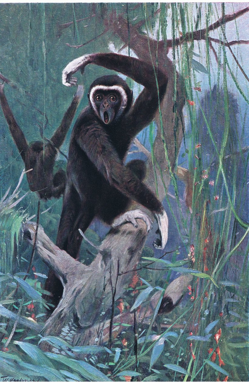 White-Handed Gibbon, a Wildlife of the Worldből, Frederick Warne & Co, 1900 körül alkotó: Wilhelm Kuhnert