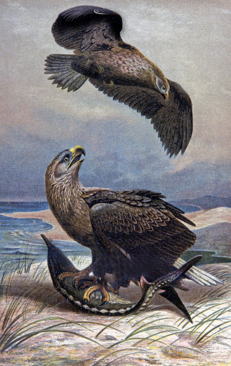 Fehérfarkú sas, 1910 körül (illusztráció) alkotó: Wilhelm Kuhnert