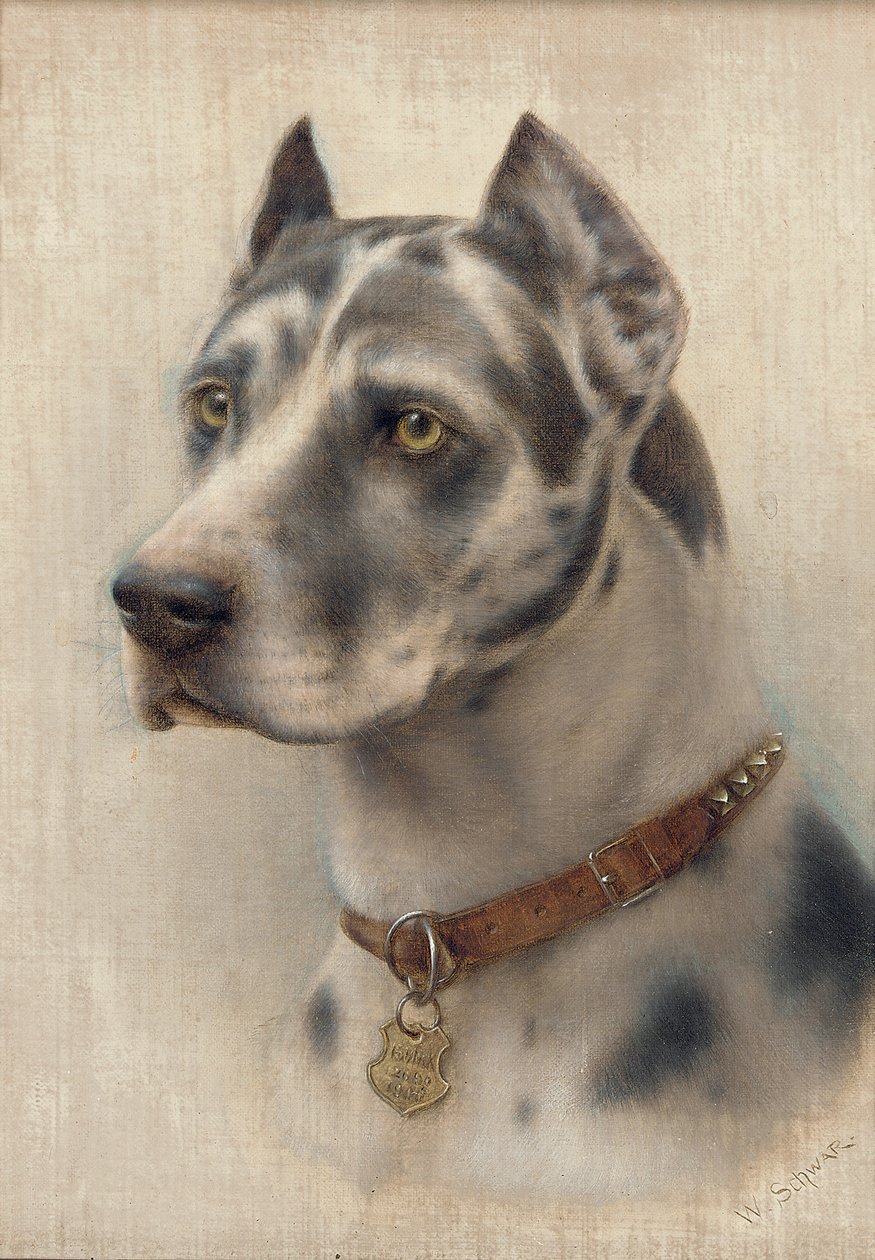 A doberman feje (olaj, vászon) alkotó: Wilhelm Schwar