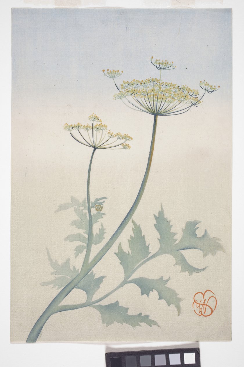 Anna királynő csipkéje, 1908 körül (színes fatömbnyomat) alkotó: Wilhelmina Seegmiller