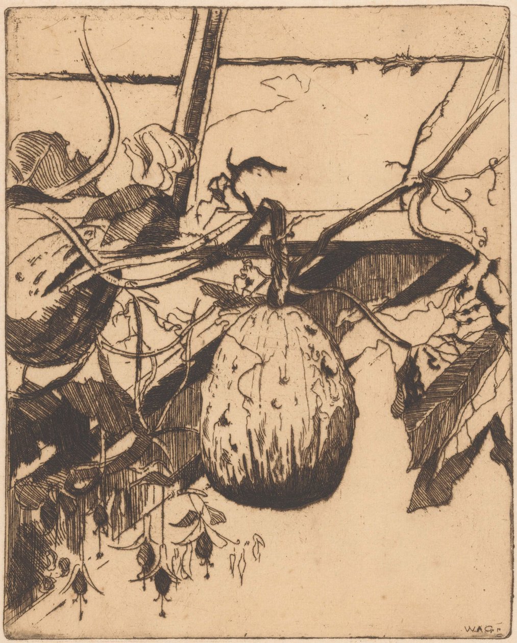 Calabash nem fukszia alkotó: Willem Adrianus Grondhout