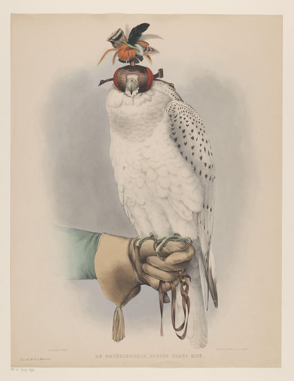 Fehér grönlandi sólyom Le groënlandais, faucon blanc mué (cím a tárgyon) alkotó: Willem Bastiaan van Wouw (possibly)
