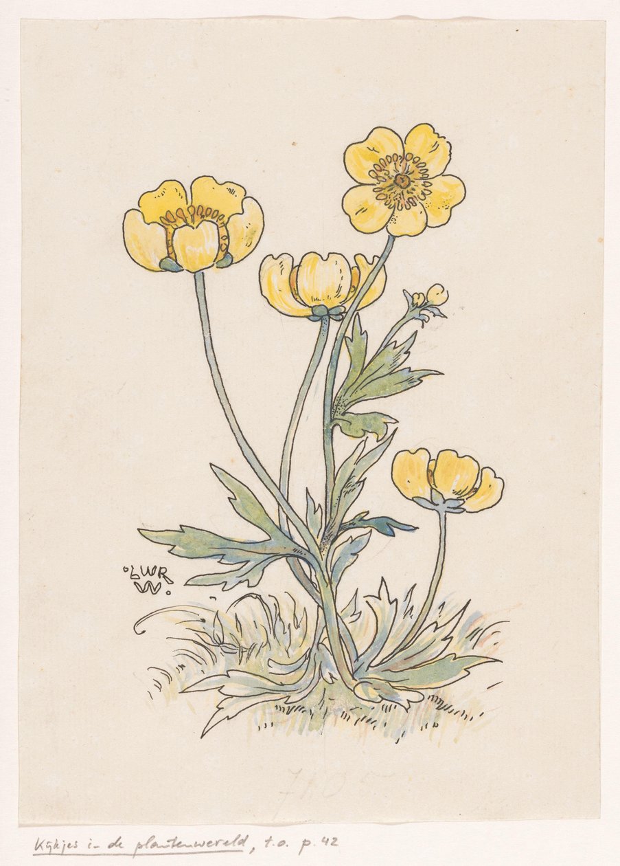 Boglárkák alkotó: Ludwig Willem Reymert Wenckebach